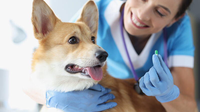 Veja os perigos de medicar animais sem a orientação de um veterinário.