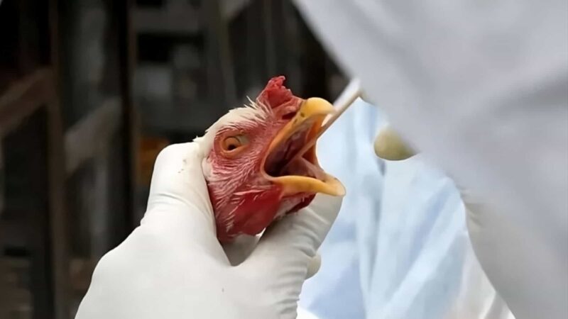Gripe aviária em humanos: saiba o que fazer ao contrair a doença